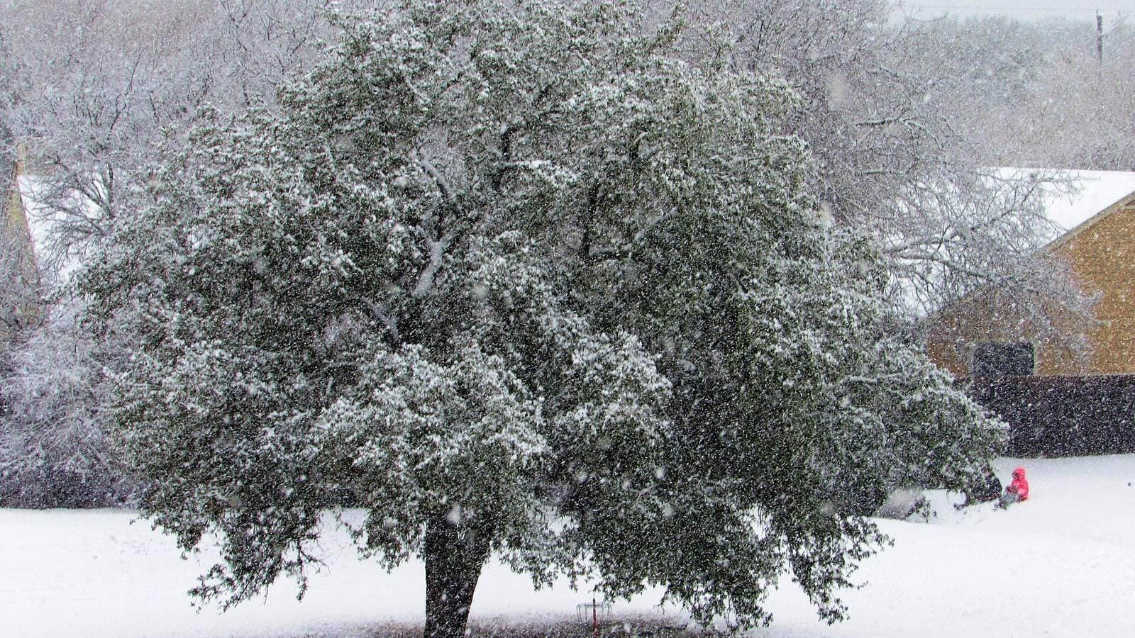Ice-covered trees and snow in Austin during Winter Storm Uri.